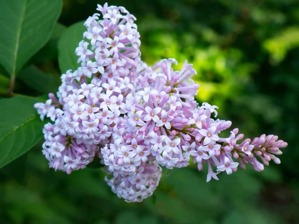 Floraison Branche Fleurs Lilas Sur Fond Vert Nature Vue Rapprochée — Photo