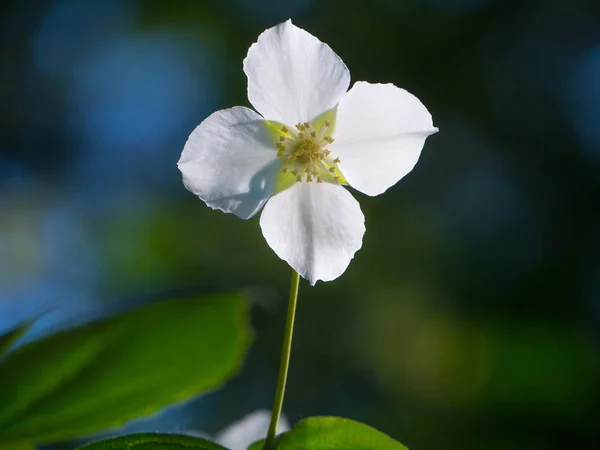 Vista de cerca de flor de jazmín en flor en el fondo de la naturaleza — Foto de Stock