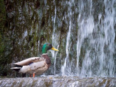 Şelale üzerinde erkek yeşilbaş ördek (Anas platyrhynchos) 