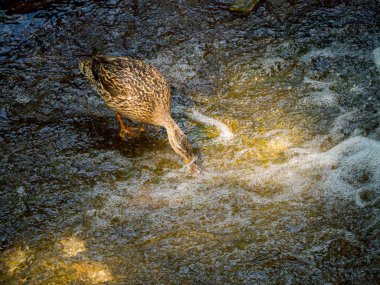 su şelale kenarında yiyerek kadın yeşilbaş ördek