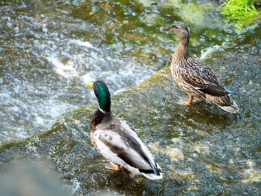 Göl kenarında kalan ördekler vahşi çifti