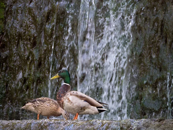 Paire de canards colverts extrayant de la nourriture à l'eau dans la cascade — Photo