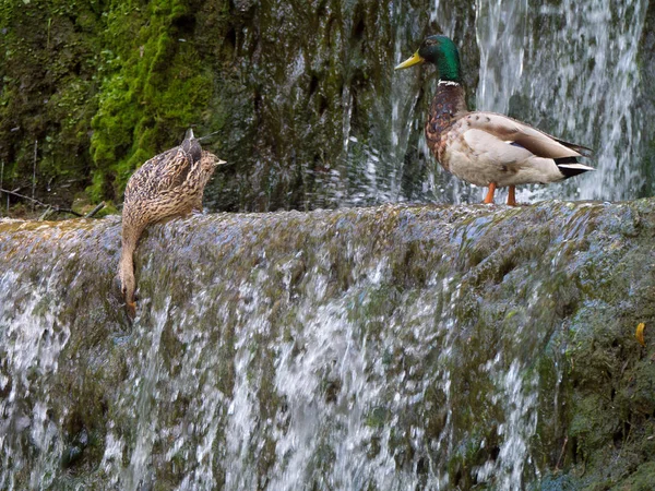 Samec a samice kachna divoká (Anas platyrhynchos) nad malým — Stock fotografie
