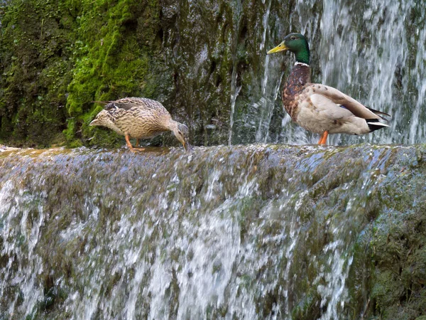 Pár kachny divoké Looking pro potraviny na vodu v sprchuje — Stock fotografie