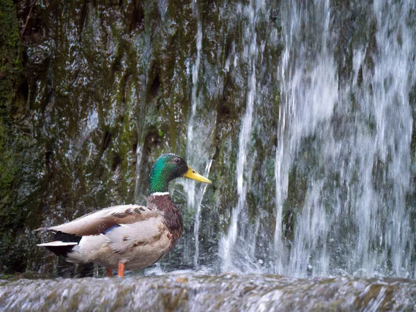 Kachní muž kachna divoká (Anas platyrhynchos) nad vodopádem — Stock fotografie