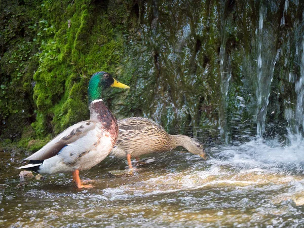 Kachna divoká pár jíst poblíž vodopád — Stock fotografie