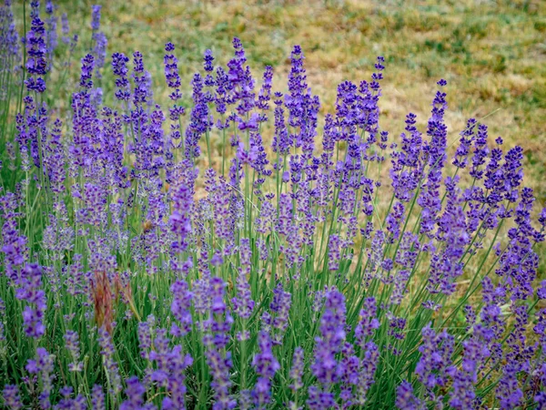 Lavendel Blüht Garten Natürlicher Hintergrund — Stockfoto