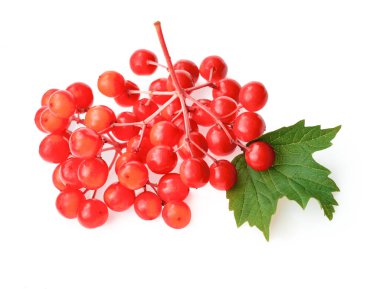 Viburnum 'dan çay için kırmızı Viburnum üzümü.