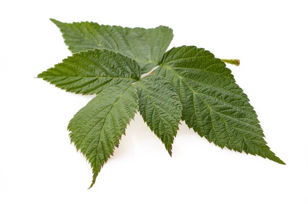 Maliny letnie i liście jeżyn do izolatu herbaty owocowej — Zdjęcie stockowe