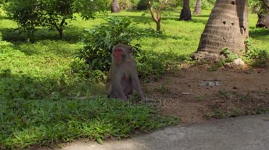 Yerde oturan makak maymunu. Monkey Island, Vietnam