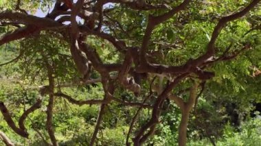 Makak tırmanışı ağaç üzerinde maymun. Monkey Island, Vietnam