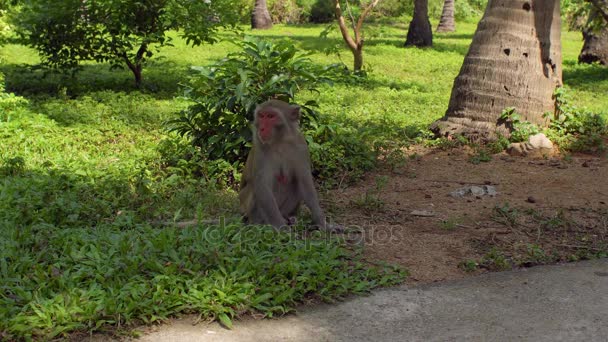 Singe macaque assis par terre. Monkey Island, Vietnam 