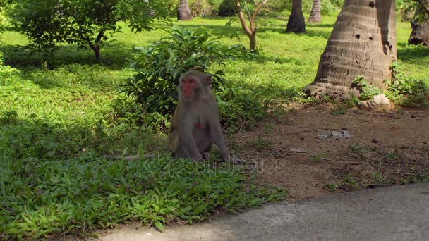 Makaak monkey zittend op de grond. Monkey Island, Vietnam — Stockvideo