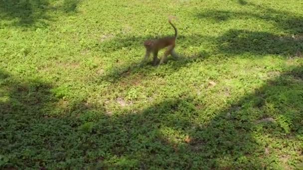 Macaque monkey walking under trees. Monkey Island, Vietnam — Stock Video