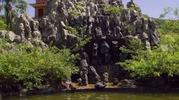 Scimmie macaco che saltano sulle rocce. Isola delle scimmie, Vietnam — Video Stock