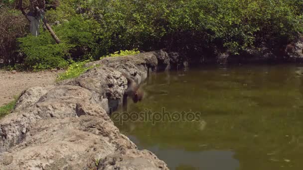Makakenaffen trinken Wasser aus einem Teich. Affeninsel Vietnam — Stockvideo