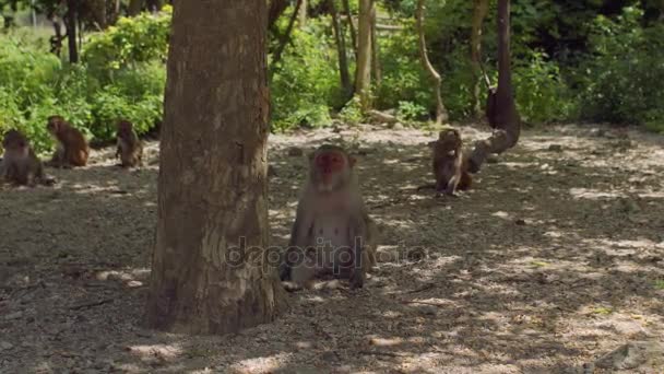 Macaque monkey sitting on the ground. Monkey Island, Vietnam — Stock Video