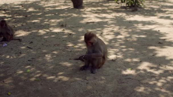 Monos macacos sentados sobre una figura de madera. Monkey Island, Vietnam — Vídeo de stock