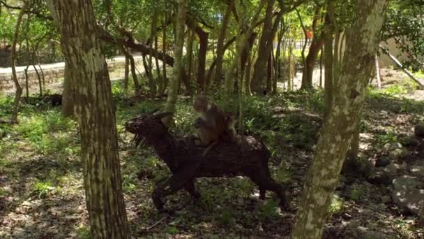 Scimmie macaco seduto su una figura di legno. Isola delle scimmie, Vietnam — Video Stock