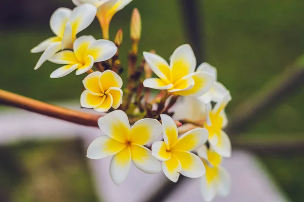 Frangipani tropische Blumen aus Laubbaum, Plumeria — Stockfoto