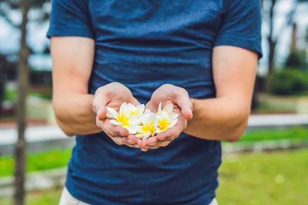 Белые цветы frangipani plumeria в мужских руках — стоковое фото