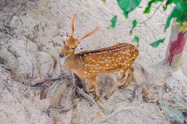 Yaz aylarında geyik ormana