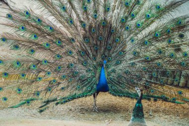Parkta güzel kuyruk yayılan tavus kuşu