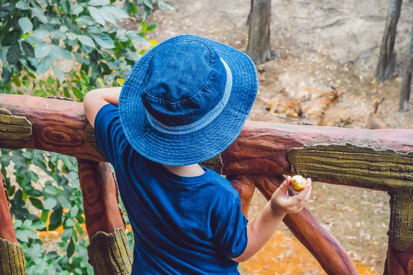 Hayvanat bahçesinde geyik çocuk bakar — Stok fotoğraf