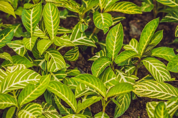 Textura de hoja verde. Textura de la hoja fondo — Foto de Stock