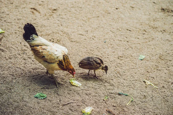 雌鶏および鶏は地面、田園風景に穀物を探しています。 — ストック写真