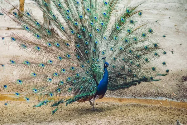 Paon écartant la belle queue dans le parc — Photo