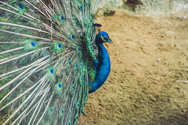 Paon écartant la belle queue dans le parc — Photo