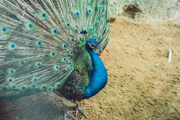 Paon écartant la belle queue dans le parc — Photo