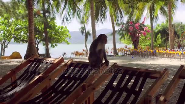 Singe macaque assis sur une chaise longue. Monkey Island, Vietnam — Video