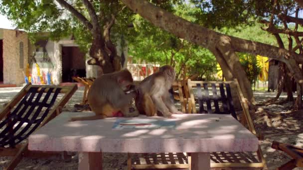 Обезьяны-макаки сидят на столе. Остров Обезьян — стоковое видео