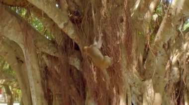 Bir tropik ağaç dalları üzerinde oynarken makak maymunları. Monkey Island, Vietnam