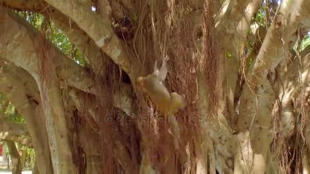 Обезьяны макаки играют на ветвях тропического дерева. Остров Обезьян — стоковое видео