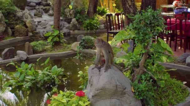 Makákó majom ül egy szikla, a gyönyörű kertben. Monkey Island, Vietnam — Stock videók