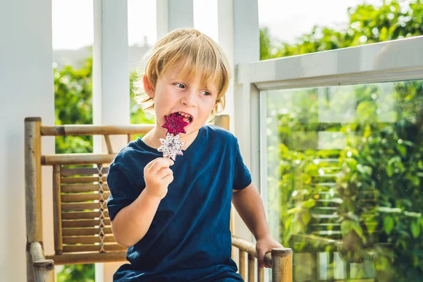 The boy holds smoothies from a dragon fruit with a mint leaf and a drinking straw — Stock Photo, Image