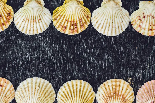 Background of shells of scallops on an old wooden background. Sea concept — Stock Photo, Image