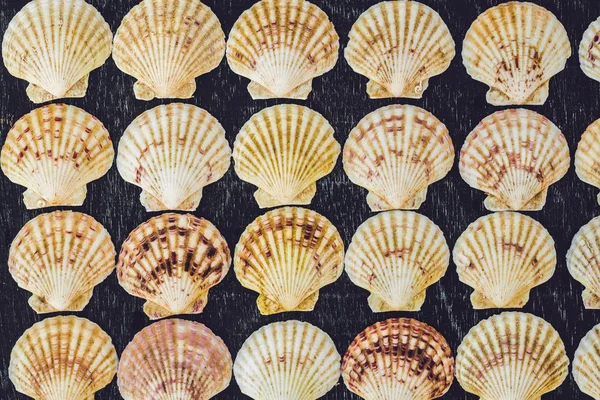 Background of shells of scallops on an old wooden background. Sea concept — Stock Photo, Image