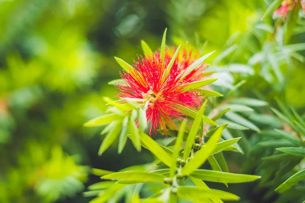 빨간 솜 털 Powderpuff 꽃 피는 정원에서 — 스톡 사진
