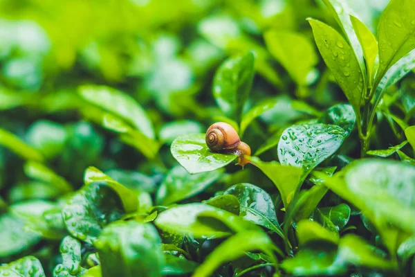 비 후 물 방울과 잎에 크롤 링 하는 달팽이 — 스톡 사진