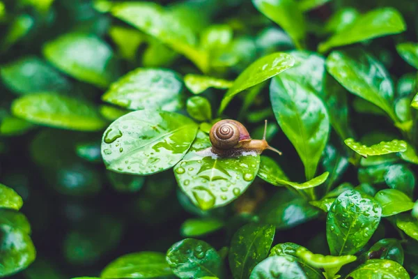 Caracol arrastrándose sobre las hojas — Foto de Stock