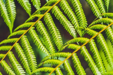 Yeşil yaprak dokusu. Yaprak dokusu arkaplanı