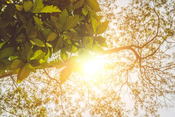 Посмотрите на дно ветки дерева и на солнце. — стоковое фото
