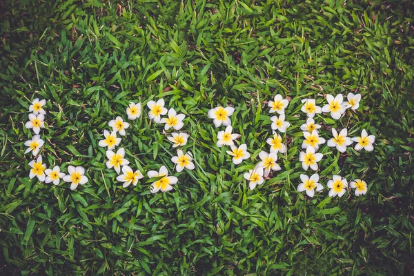 Frangipani arreglo de flores como la palabra amor en la hierba verde — Foto de Stock