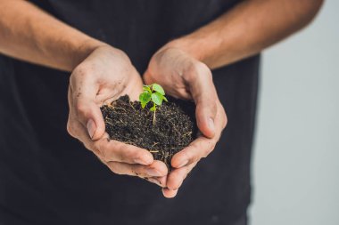 Siyah arka plan üzerine genç yeşil bitki, holding eller. Ekoloji, çevre koruma kavramı