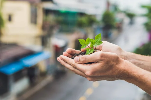 Руки держат молодое зеленое растение, на фоне города. Концепция экологии, охраны окружающей среды — стоковое фото