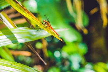 Tropik bahçede yusufçuk 